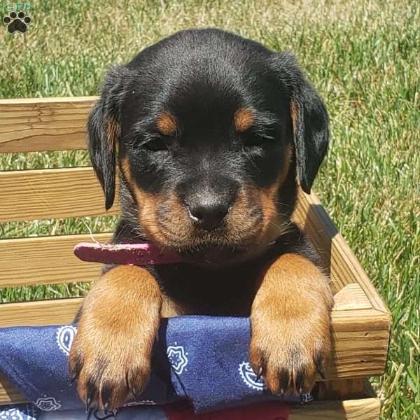 Lily, Rottweiler Puppy